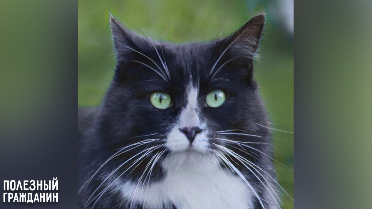 Бродячий кот