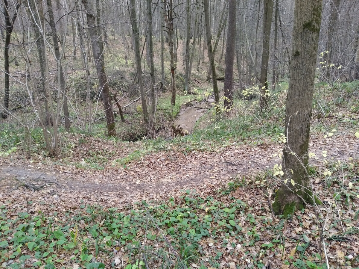 Найди на фото десять желудей