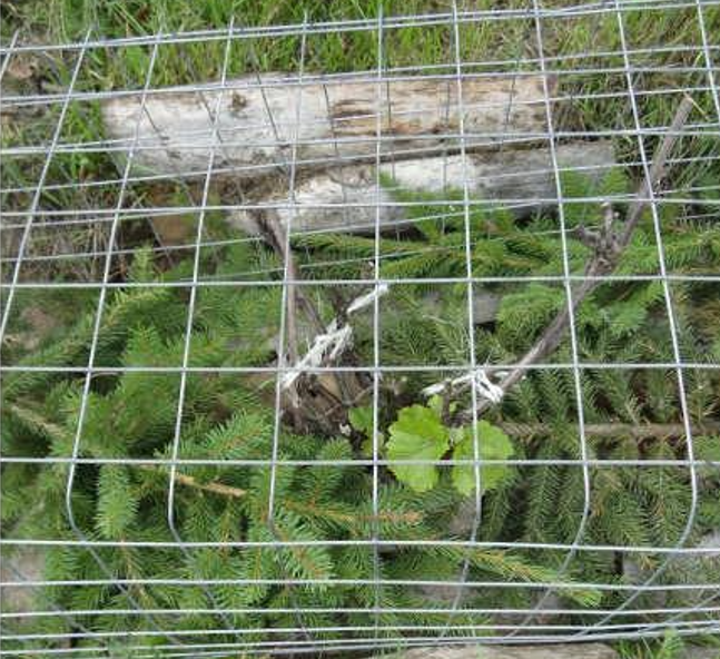 Укрытие лапником, сверху сетка, на ней будет лутрасил