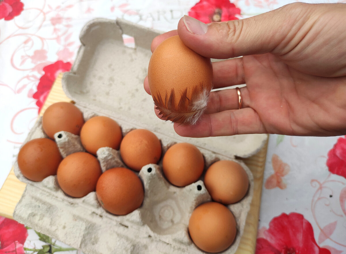 Однажды нам попалось яйцо с перышком. Российские яйца перед продажей не обрабатывают. А вот в Америке - иначе