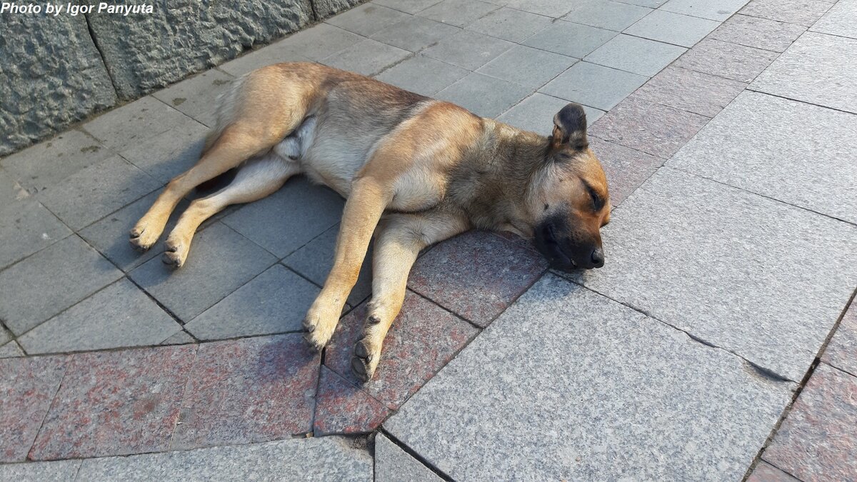 Эта собака жива и здорова, просто спит