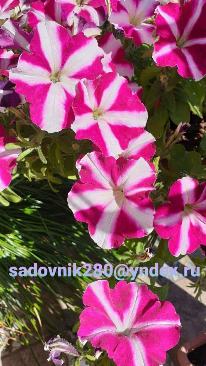 Фото автора Алесад. Жаль что и летнее солнышко нельзя сохранить до весны вместе с цветами.