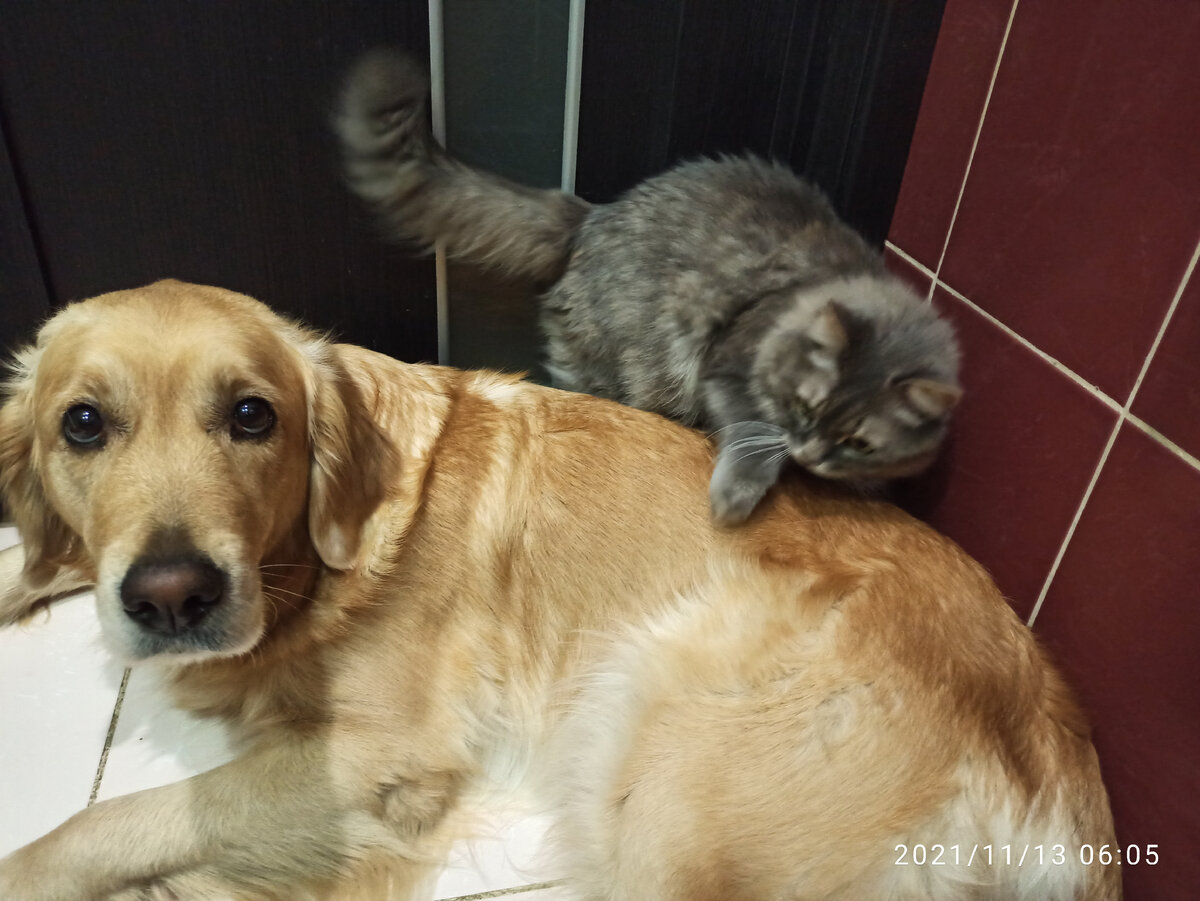 Маняха любит потоптаться по спинам собак