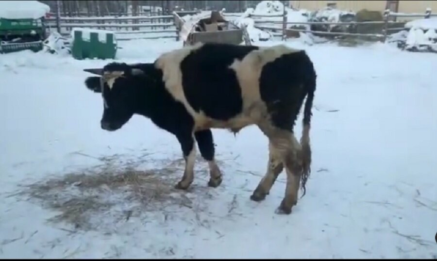 Тот самый бычок