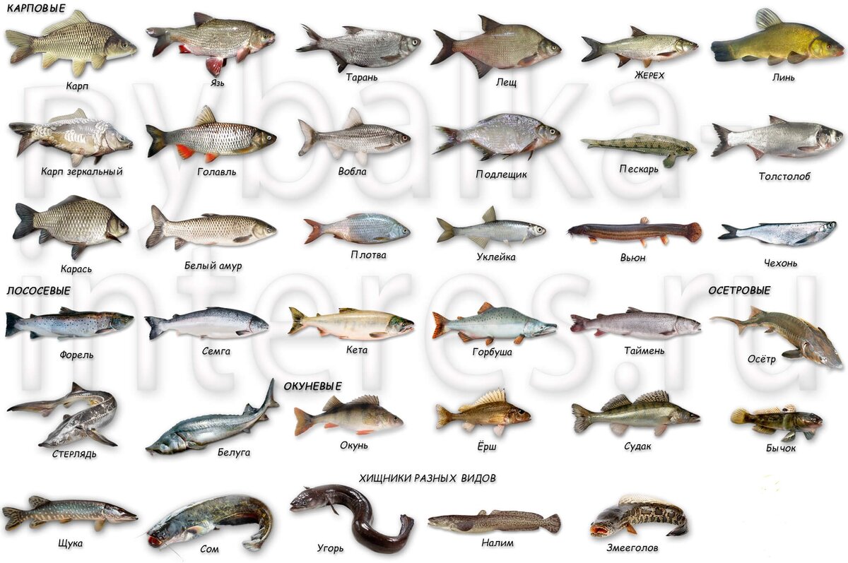породы рыб