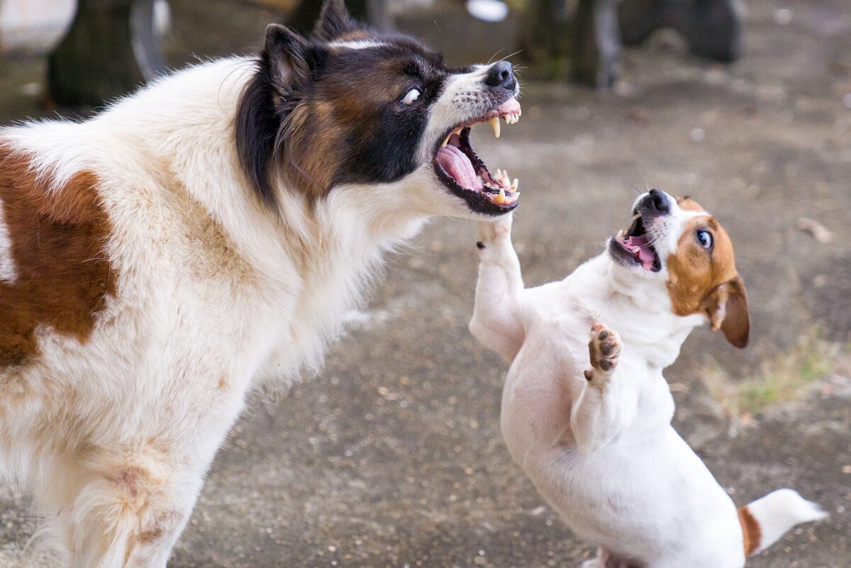 Одним из проблемных пунктов начинающего собаковода является вопрос дружбы его питомца с другими собаками.