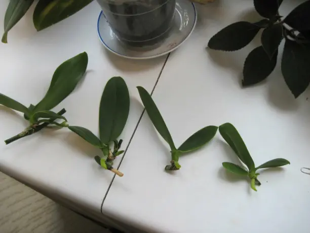 правильная обрезка и пересадка растения с цветоноса с корнями или без в домашних условиях   Как отсадить детку орхидеи?  Подобным вопросом рано или поздно начинает интересовать каждый цветовод. Формирование деток на материнском экземпляре – естественный процесс для растения. По сути, детка – это копия взрослой орхидеи, но в миниатюре. После созревания до состояния, когда ее можно отсадить, она будет обладать всеми признаками взрослого растения и сможет расти самостоятельно. Чаще всего детка имеет стебель, листья и корни на момент своей отсадки, но иногда она может выпустить даже цветоносный побег и расцвести. Смотрится это достаточно красиво – орхидея в миниатюре.  Как и когда формируется детка орхидеи? Маленькие растения могут образовать на цветоносе из спящих почек, в пазухах листьев или в прикорневой зоне. Каждую детку можно использовать для размножения фаленопсиса и других видов орхидеи, то есть для выращивания взрослого самостоятельного растения.  Удобнее всего размножать орхидею детками, расположенными на цветоносе, который также называют стеблем, веткой, стрелкой и даже стволом. Для этого нужно сделать следующее:  активизировать спящие почки на стрелке (для этого цветонос укорачивают так, чтобы над спящей почкой осталось около двух сантиметров ветки); дождаться фазы прорастания и развития детки; отделить новое растение и пересадить отдельно от материнского экземпляра. В большинстве случаев детки формируются поздней весной и летом, то есть после периода продолжительного цветения и отдыха. Однако учитывайте, что маленькое растение не появляется просто так. Должны быть соблюдены следующие условия культивирования:  материнский экземпляр должен быть взрослой орхидей с четырьмя и более крупными листьями, а также развитой корневой системой; цветение растения должно находиться в заключительной фазе; должно быть оптимальное время года (преимущественно весна и лето); нужно поддерживать в помещении, где произрастает растение, достаточно высокую температуру (около 24-26 градусов); влажность воздуха должна постоянно находиться в диапазоне 50%-60%; освещенность цветка предполагает мягкий и рассеянный свет в течение 12-14 часов ежедневно. Обратите внимание! При низкой влажности и температуре, а также недостаточной освещенности у орхидеи любого сорта (ванды, фаленопсиса, цимбидиума и т. д.) детки формироваться не будут.  Иногда отводки растут самостоятельно. Но в домашних условиях в большинстве случае детке необходима стимуляция выгонки. Достигается она следующим:  Суточным перепадом температуры: ночью 16-18 градусов, днем 27-29 градусов. Поддержанием высокой влажности воздуха – более 60%. Регулярными опрыскиваниями, а лучше опылением водой. Установкой горшка с растением на подставку с влажной галькой или мхом сфагнумом. Скудным поливом – каждые 10-14 дней. Большим количеством мягкого рассеянного света – не менее 14 часов в сутки. После этого остается только ждать. Детка обязательно появится, если делать все правильно.  спящие почки на орхидее  Когда можно отсадить маленькое растение?