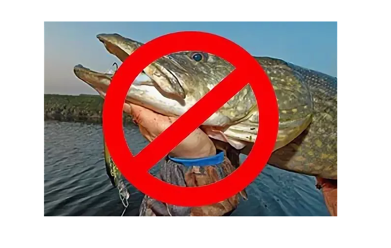 Можно ли ловить рыбу в нерестовый запрет. Щука запрет. Запрет на рыбалку щуки. Ограничения на щуку. Рыбалка на щуку.