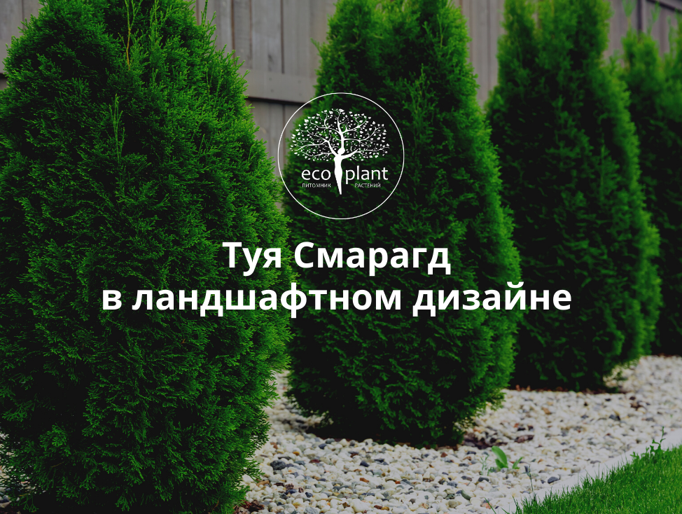 Туя Смарагд в ландшафтном дизайне