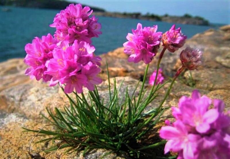  Листайте галерею. Armeria. Фото с сайта: https://goo.su/Mr2o8