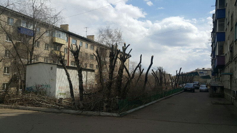 Фото жителя дома на улице Онискевича. Кроны деревьев обрезали полностью.