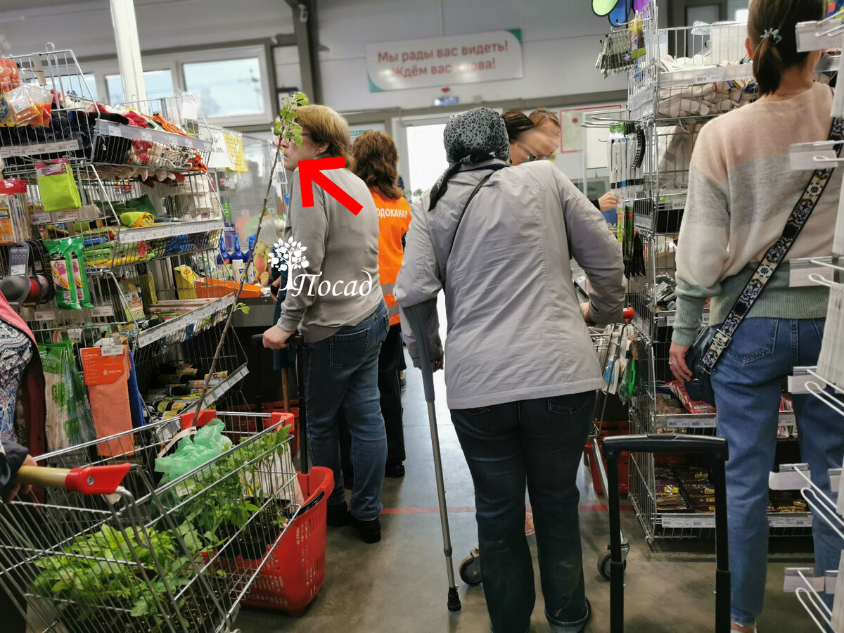 Вот этот саженец. Высокая однолетка с кучей зелени. По хорошему, всю эту зелень после посадки придётся срезать.