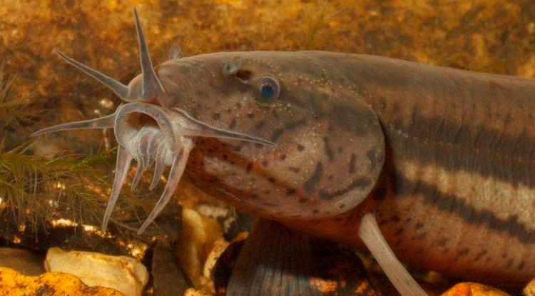 Вьюн обыкновенный