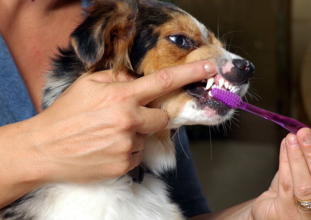 Как правильно чистить зубы собаке?