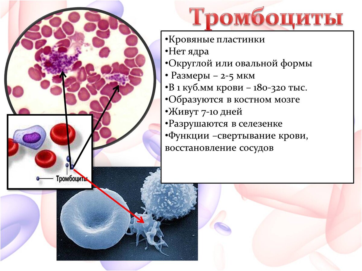 Что такое тромбоциты. Тромбоциты. Тромбоциты в крови. Тромбоциты человека. Кровяные клетки тромбоциты