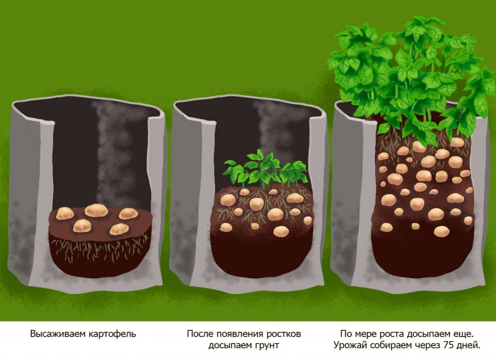 Процесс выращивания картофеля