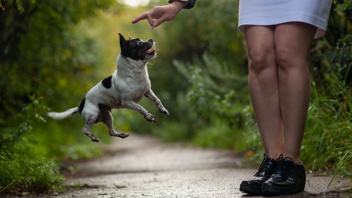 Дрессировка чихуахуа