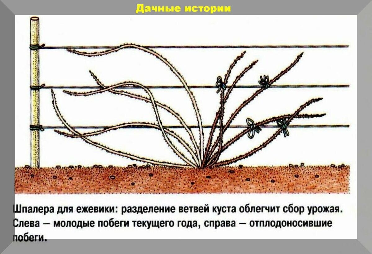 Обрезка ежевики схема