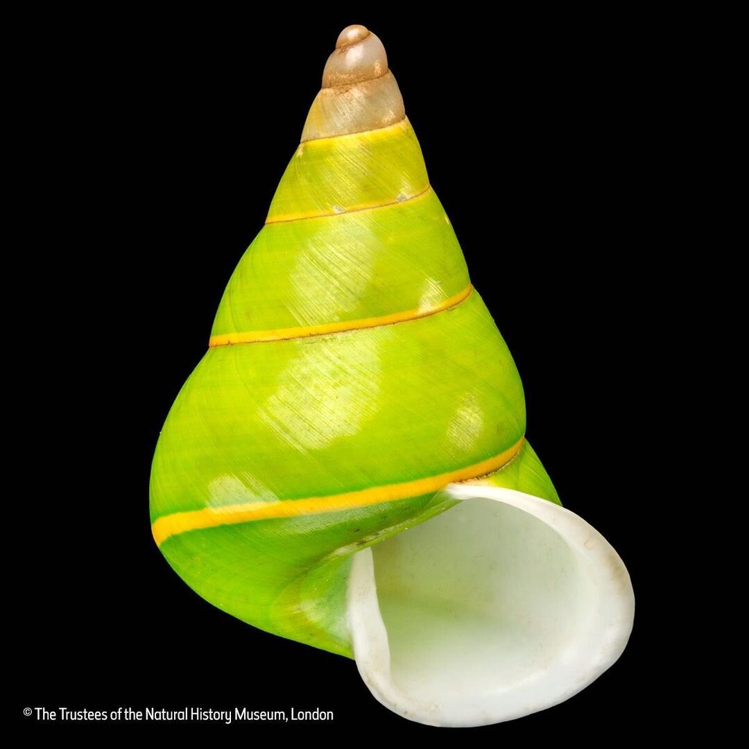 Папуина прекраснейшая (лат. Papustyla pulcherrima).