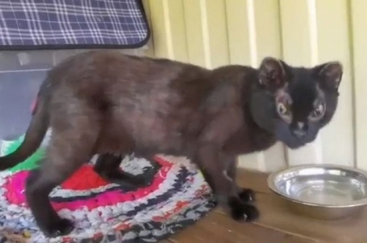    В Новосибирске нашли дом для брошенной подростками в костёр кошки