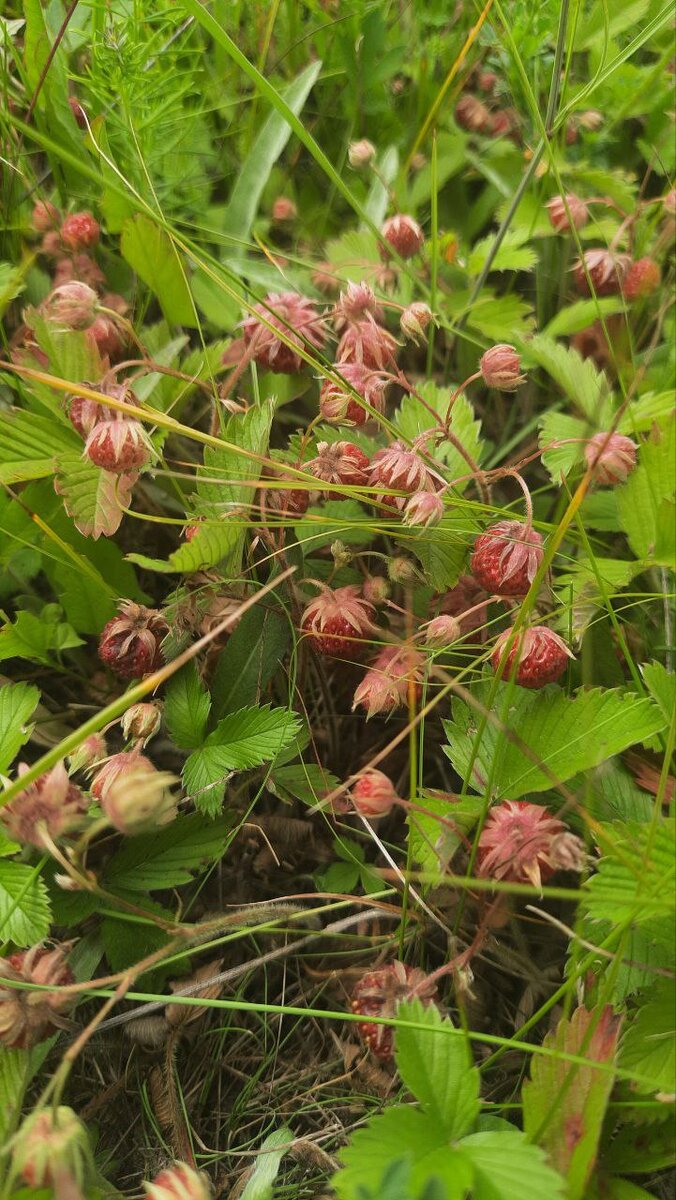 Луговая земляника в Воронеже