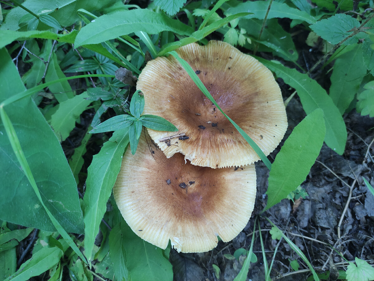 Это - наши псевдовалуи