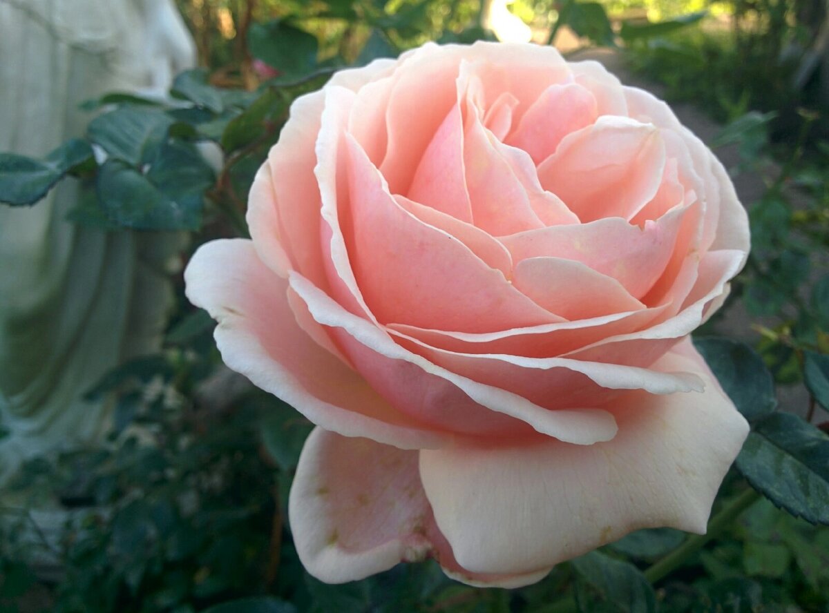 Роза Афродита (Aphrodite rosa), Тантау, Германия, 2006. 