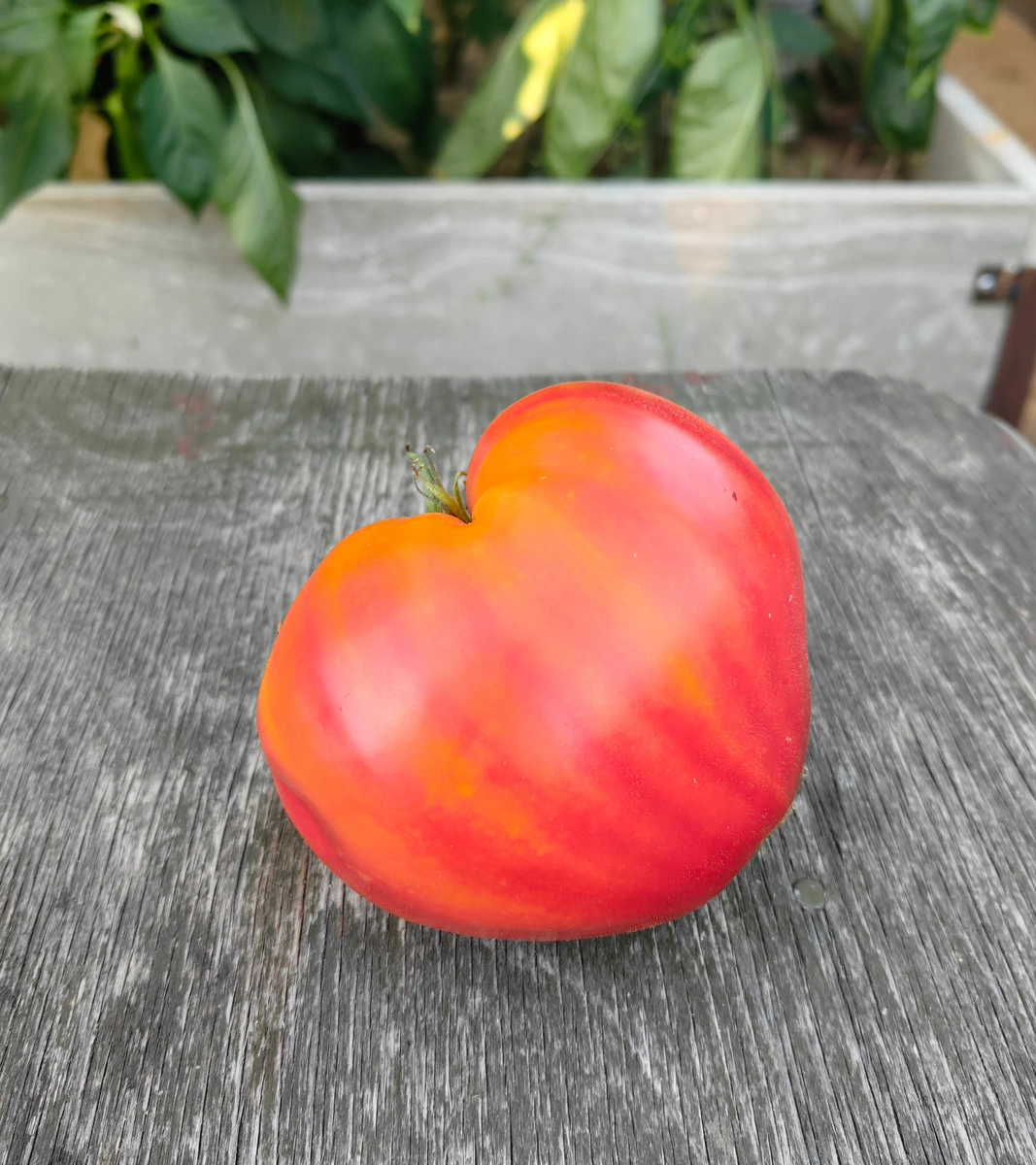 томат Минусинский оранжевый слон