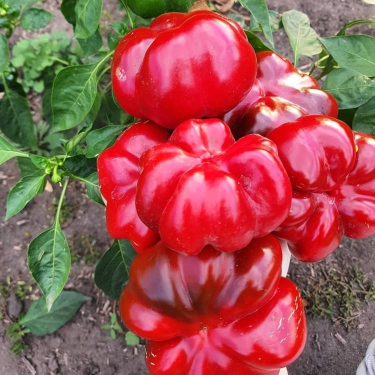 Гогошары