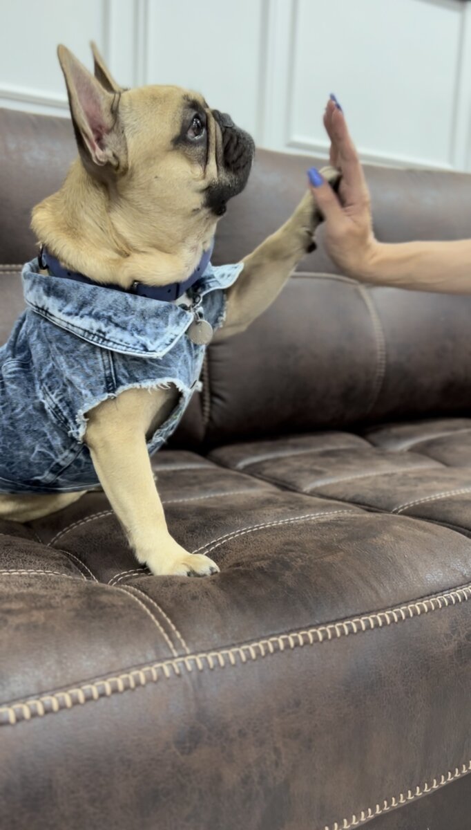 на фото Диван SINATRA угловой https://vk.com/market-215366646?section=album_2&w=product-215366646_9022933%2Fquery