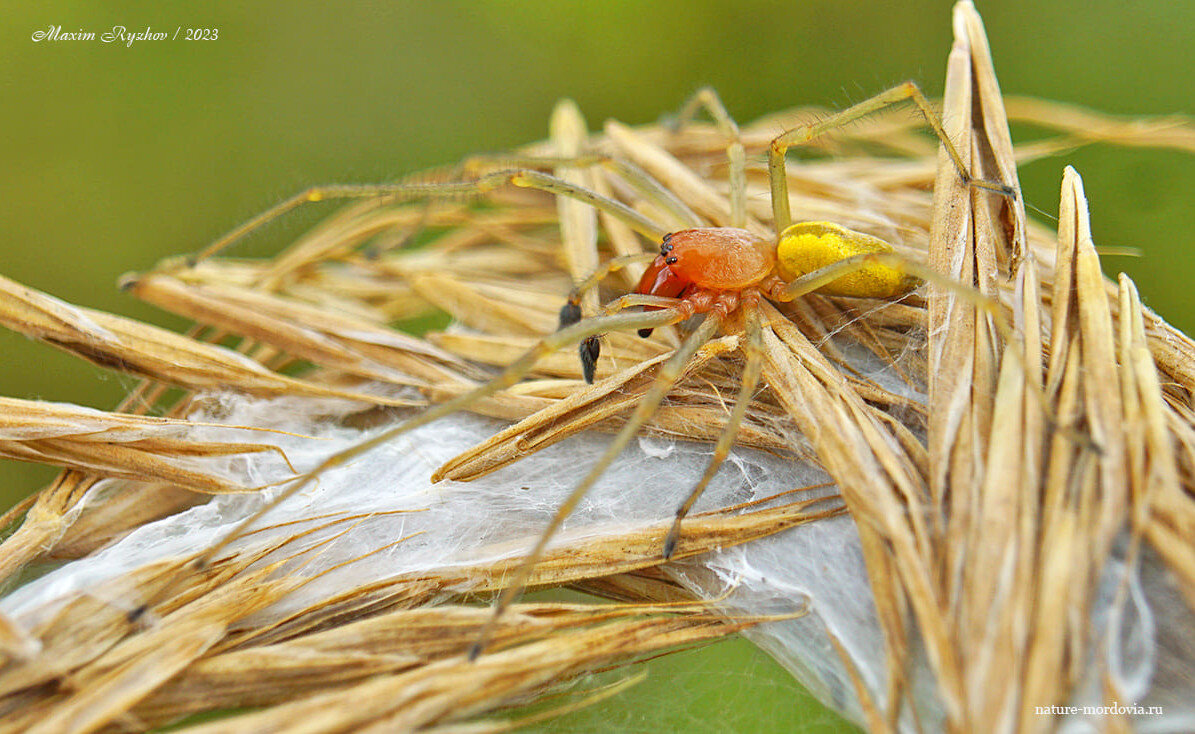 Редкий опасный паук напугал сельчан на западе Казахстана (фото)