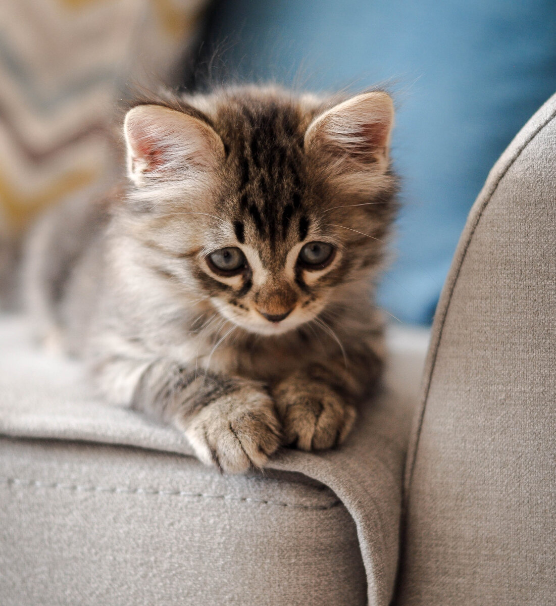 Правильное питание для кошек: что исключить из рациона | AJO: Умный мир ...