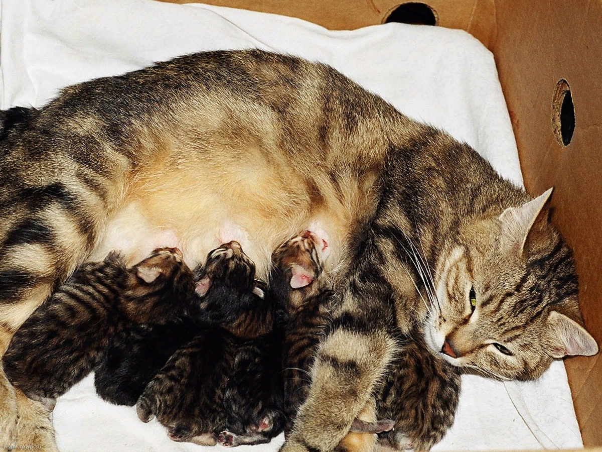 Большой кот кот поменьше. Питомник Барраяр Мася. Кошка кормит котят. Кошка с новорожденными котятами.