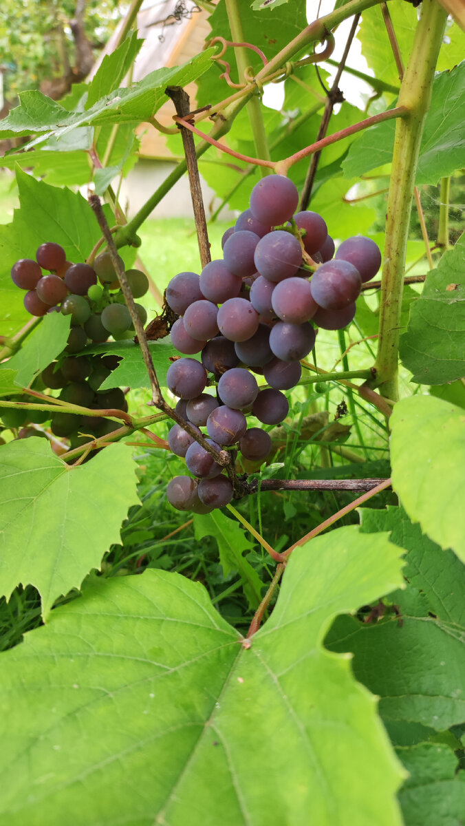 Кто какие рецепты из винограда знает?