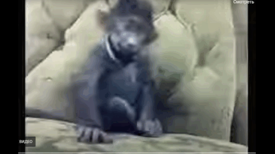 Гаргалезис. Гиф автора