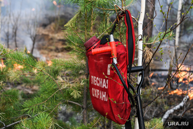    Лес собираются восстановить искусственно