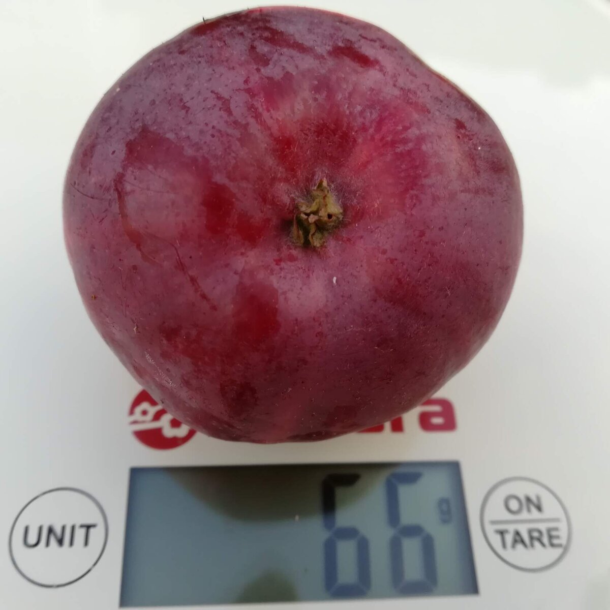 слабо обрастающая колонна с рабочим названием Чилиш (маленький) (А30-6-13)