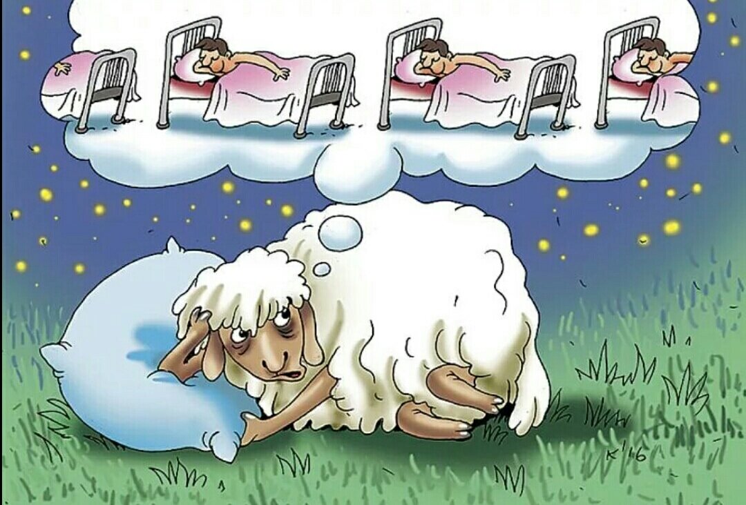Как быстро уснуть быстро. Бессонница овцы. Бессонница овцы. Считать чтобы заснуть. Считать овец.