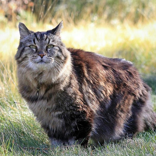 Фото: https://www.instagram.com/oldestlivingcat