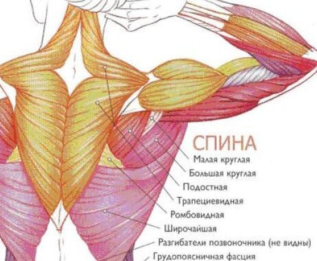 Общеукрепляющая силовая с гантелями для мужчин после 40 в домашних условиях.