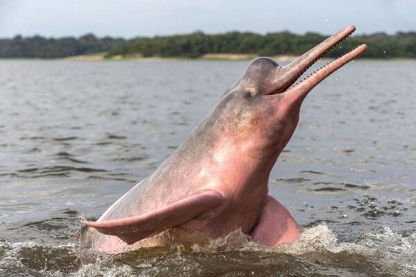 Розовые дельфины – еще одна неразгаданная тайна планеты