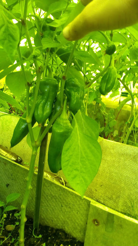 Мы бодры, веселы! Суббота 23 июня.