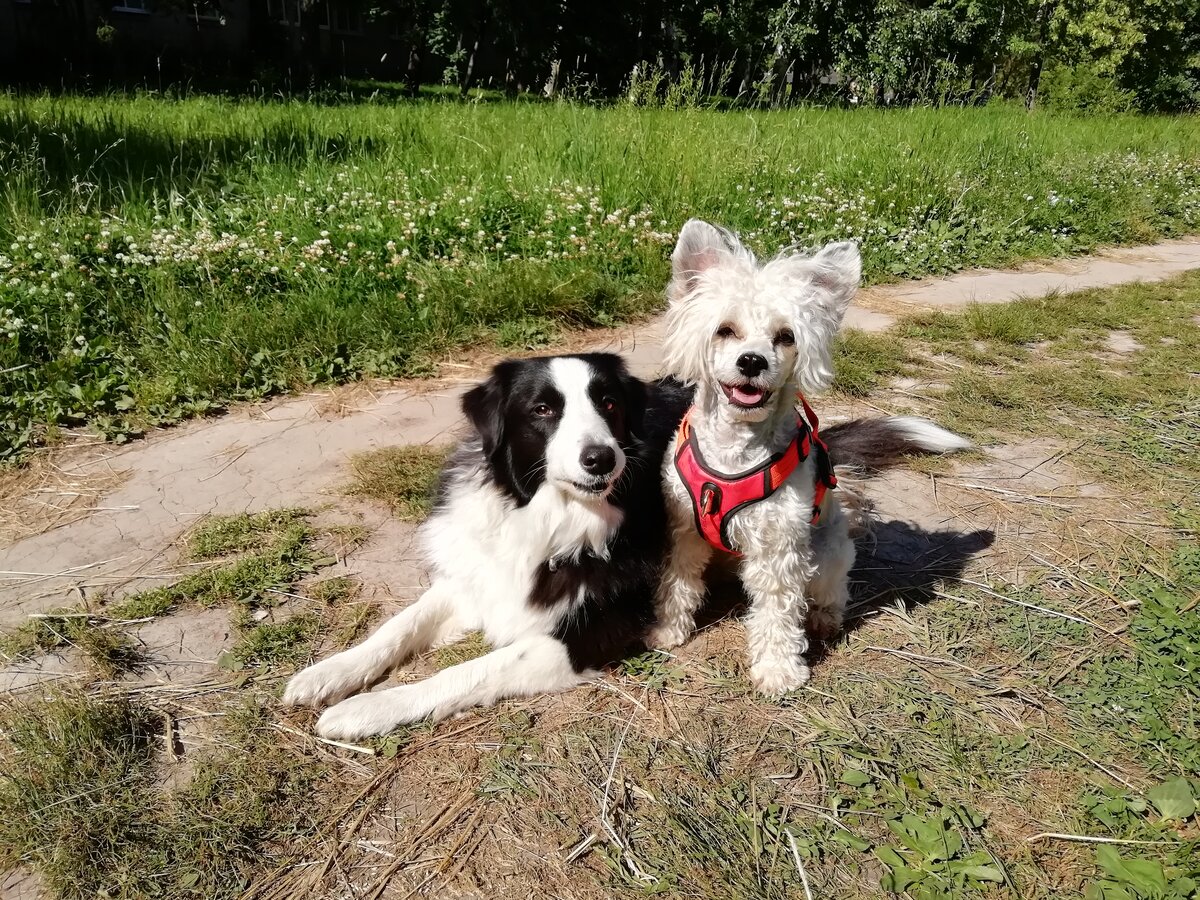 Баста и Фионка