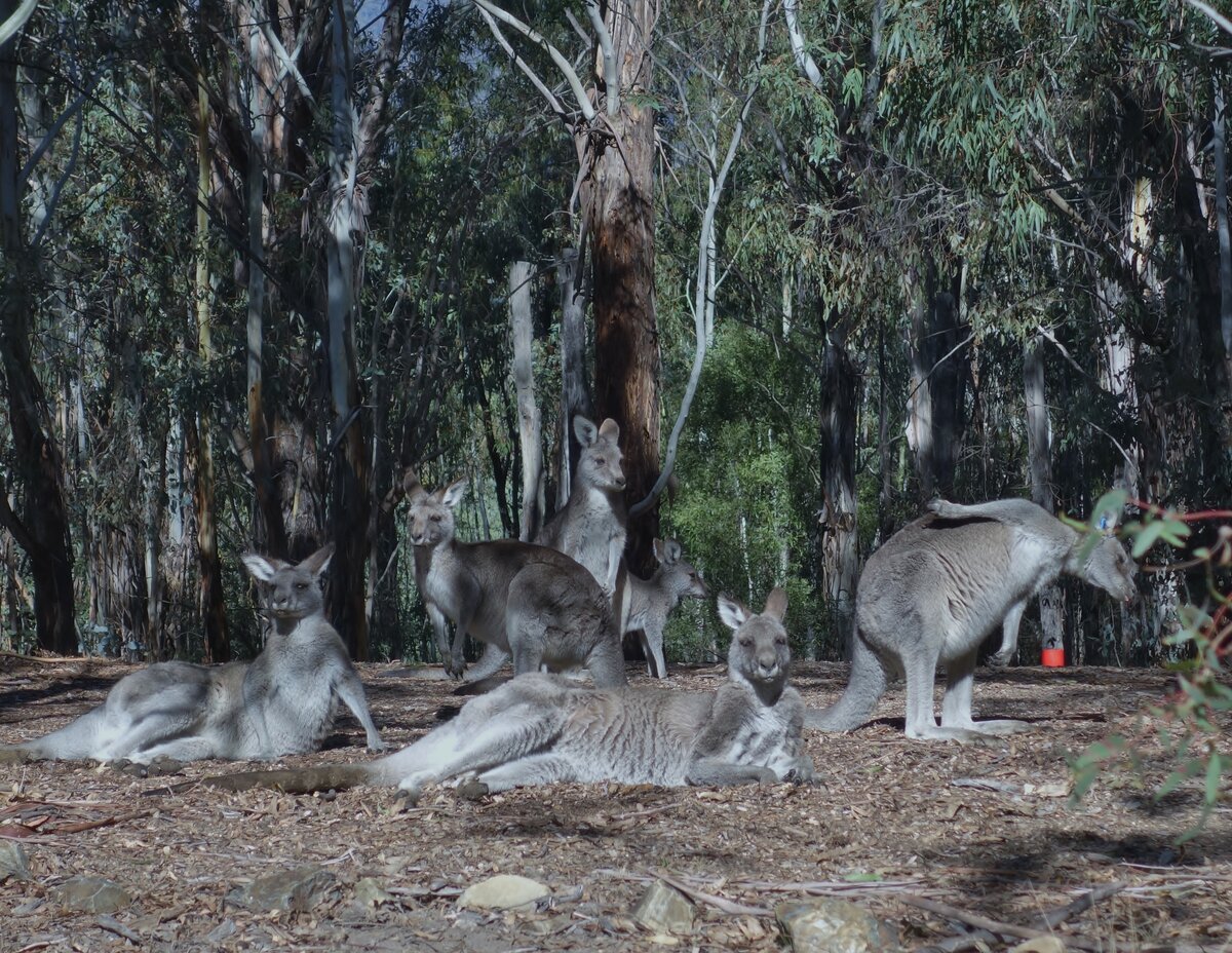  Слово «кенгуру» происходит из кууку-йимитирского языка австралийских аборигенов, которые называли этих животных «kanguroo» или «gangurru».-2