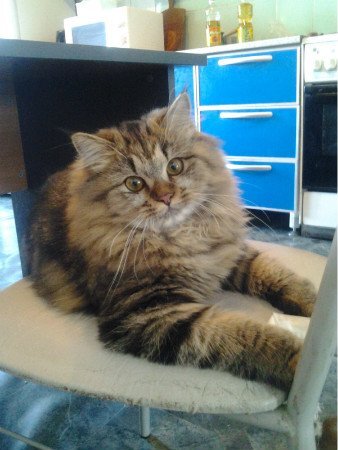 Тимоша - кошка возраст 5 лет