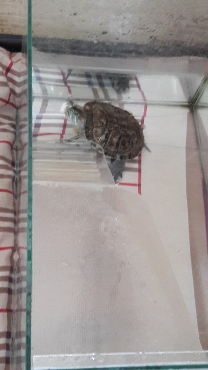 У Тортиллы аквариум с мостиком.