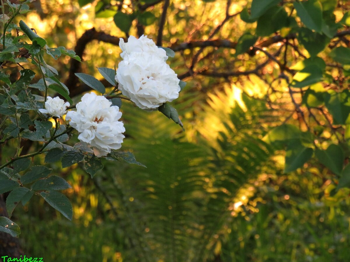 Парковая роза на закате