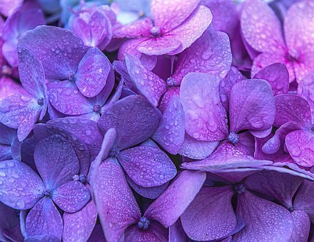 https://pixabay.com/ru/photos/%D1%86%D0%B2%D0%B5%D1%82%D0%BE%D0%BA-%D0%BB%D0%B5%D1%82%D0%BE%D0%BC-%D0%B7%D0%B0%D0%B2%D0%BE%D0%B4-%D0%B3%D0%BE%D1%80%D1%82%D0%B5%D0%BD%D0%B7%D0%B8%D1%8F-%D1%84%D0%BB%D0%BE%D1%80%D0%B0-4499972/