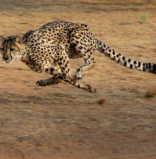 https://cdn.pixabay.com/photo/2017/10/17/05/31/cheetah-2859581_960_720.jpg