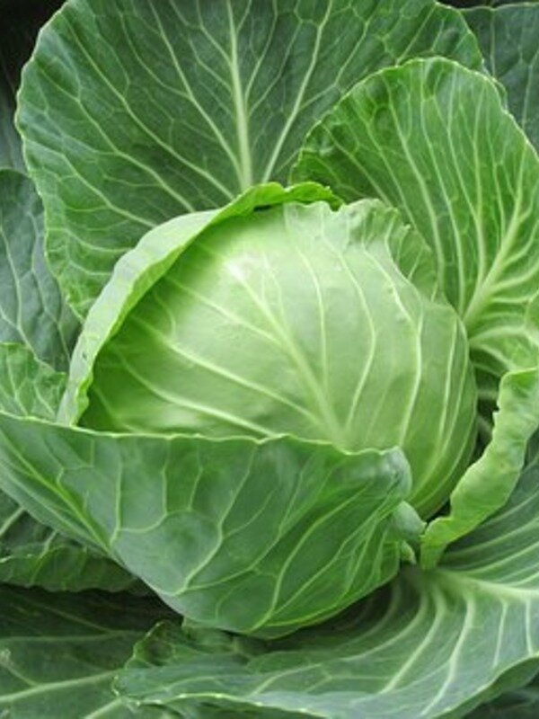 https://cdn.pixabay.com/photo/2017/09/01/19/20/white-cabbage-2705228__340.jpg